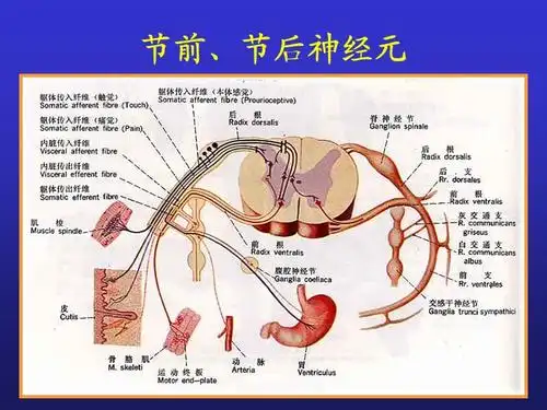 15周围神经系统内脏神经2