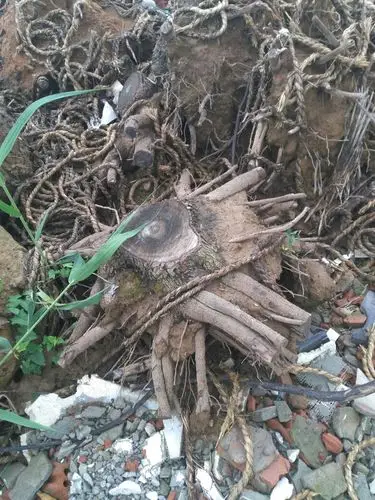 香樟树根,做凳子可以吗