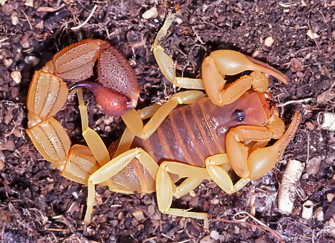 每天认识一种动物——金背粗尾蝎 金背粗尾蝎是蝎目,钳蝎科动物,原产