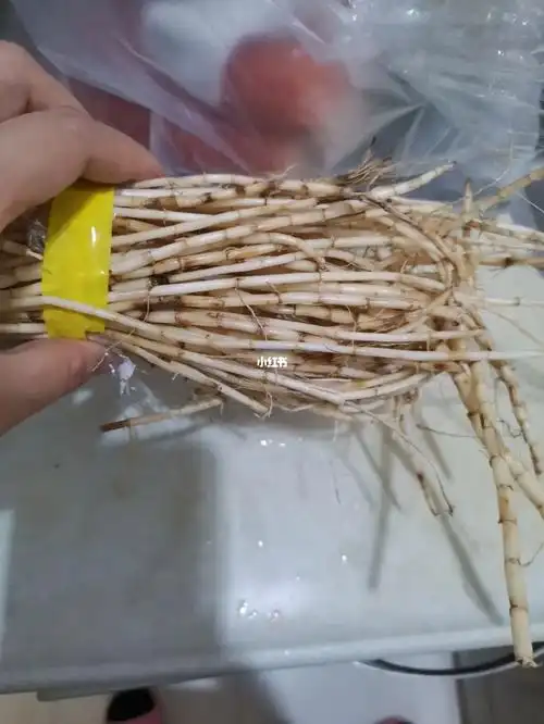 折耳根和茅根外貌怎样区分