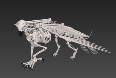 老鹰骨架秃鹫骨架