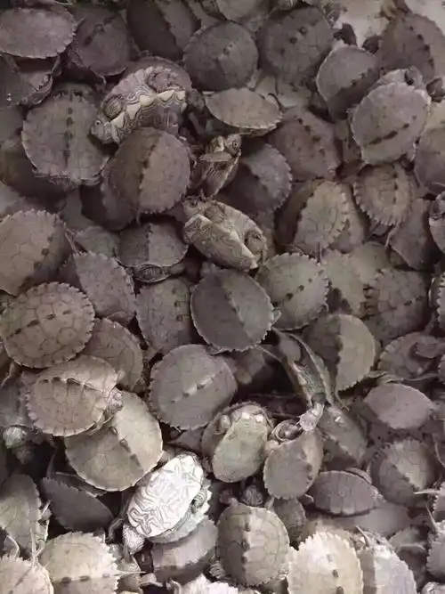 大量批发地图龟苗 活体小乌龟宠物 水龟 密西西比地图龟【3-4cm】