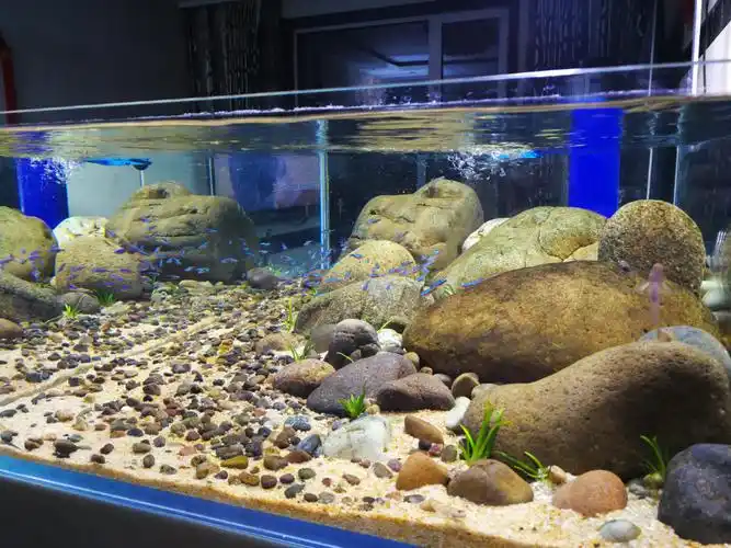 我的溪流原生缸(更新) - 原生态造景 - cta南美水族