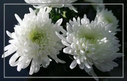 祭奠白花简笔画