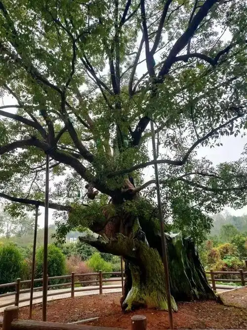 银杏湖北古树最大赢家最老香樟靠13树干撑起最美杨梅古树几乎独宠来凤