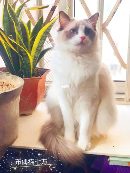 孕期布偶猫七万