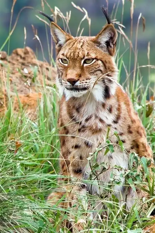 山猫在野外的灌木丛 iphone 壁纸