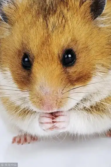 哺乳动物有哪些特征(非哺乳动物有哪些分类)_po百科