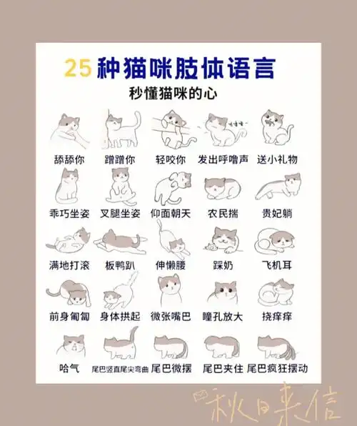 猫咪肢体语言