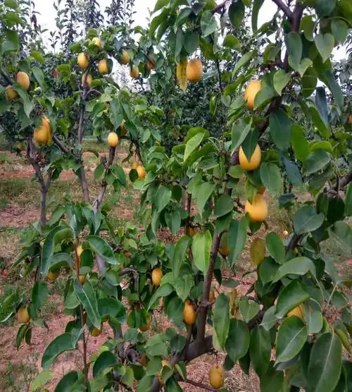 梨苗种植小果树苗品种大量供应梨树苗红啤梨树小苗价格