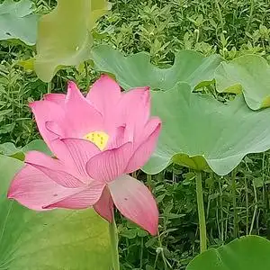 六零后奶奶头像