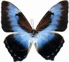 梦幻闪蝶曙凤蝶皇蛾阴阳蝶卡申夫鬼美人凤蝶冰蝶爱神闪蝶光明女神蝶