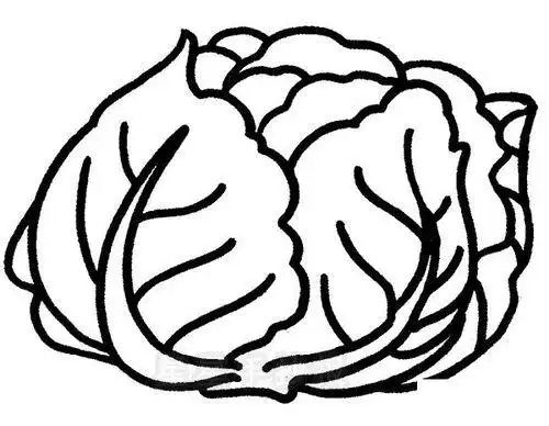 幼儿简笔画卷心莱