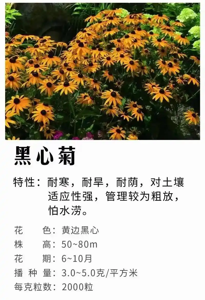 多年生宿根花卉黑心菊种子 - 抖音