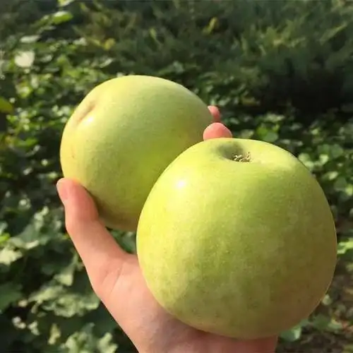 雀斑美人王林青苹果酸甜可口日本青森引进品种