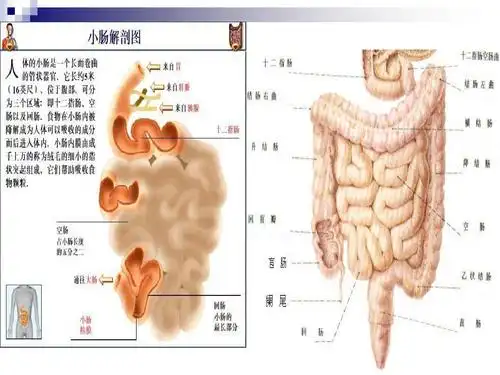 小肠疾病病人的护理ppt