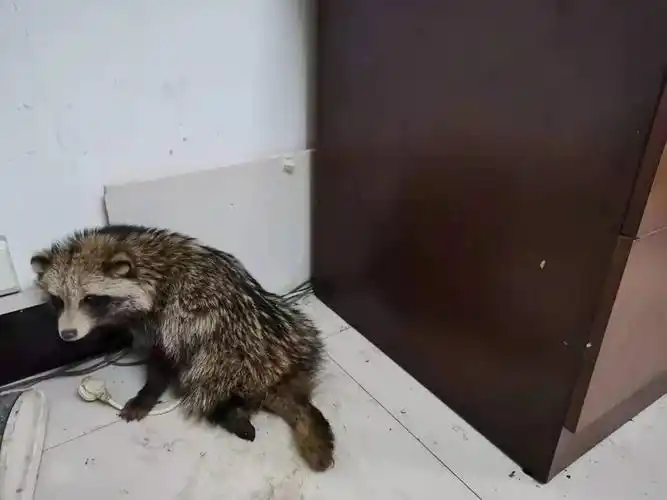 近年来,由于野生动物保护宣传力度的不断加强,群众对野生动物的了解和