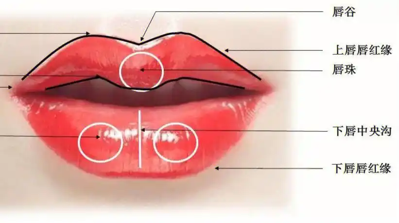 看看你的唇形符合这些标准吗71