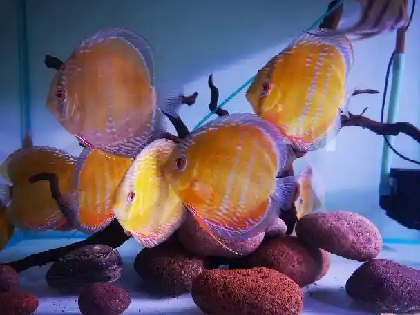 [鱼友交流] 晒晒野彩 真品酷睿皮亚 cr