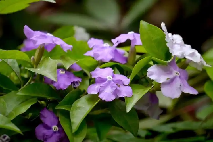 美丽的鸳鸯茉莉_高清图集_新浪网