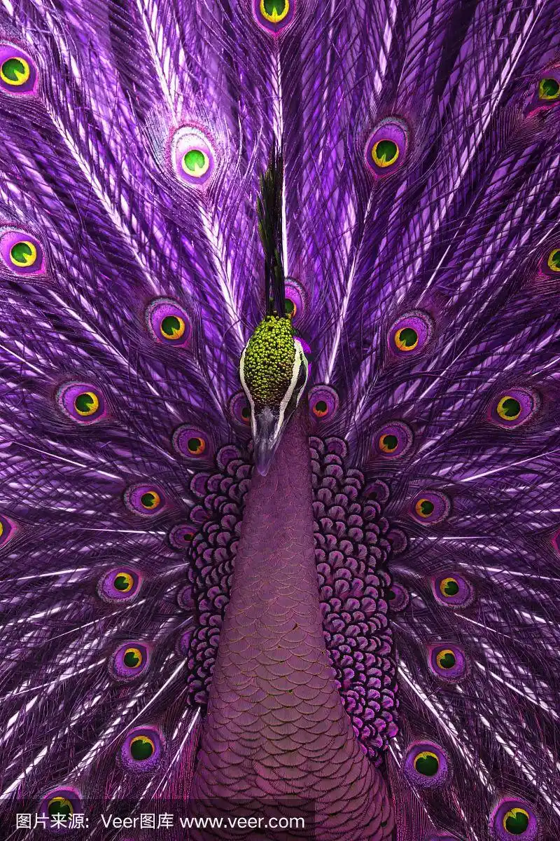 多颜色的孔雀