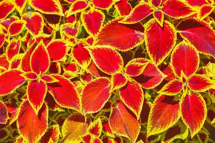 金边彩叶草,原创拍摄__财经头条