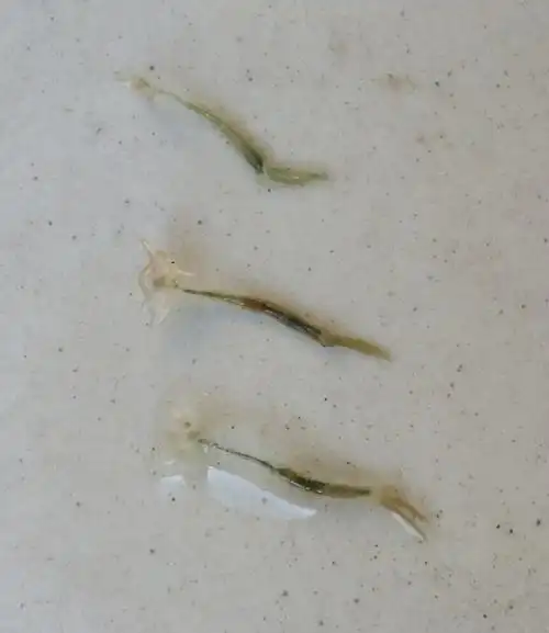 p>锚头鳋(俗称锚头虫)属 a target="_blank" href="/item/节肢动物