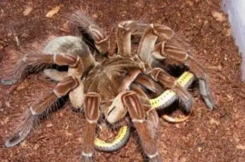 世界上最大的蜘蛛亚马逊巨人食鸟蛛体长30厘米