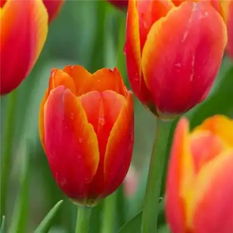 美丽的郁金香头像图片(图17)