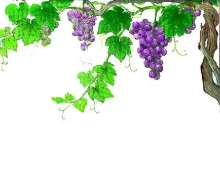 葡萄树藤蔓简笔画