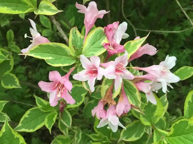 花叶锦带,叶片边缘有不规则黄绿色边带,花色较浅,色彩多变.