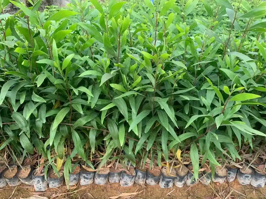 大叶相思复绿苗.大叶相思 属常绿乔木,枝条下垂,树皮平滑,灰 - 抖音