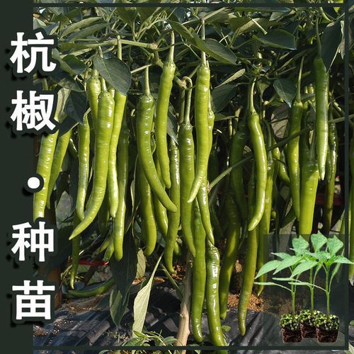 杭椒种籽苗秧线椒辣椒种子秧苗四季种植特辣春秋种籽种蔬菜孑辣子