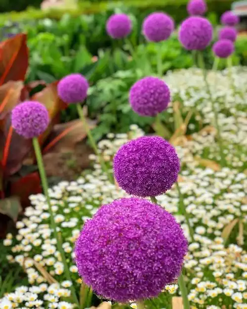 大花葱原产中亚地区和地中海地区,世界各国园林中多