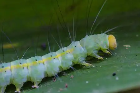 (凤蝶特) 幼虫在日本巨型凤蝶蝴蝶 (凤蝶 cresphonte)