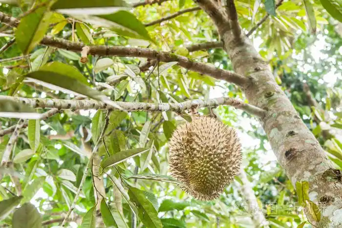 鲜榴莲榴莲树上