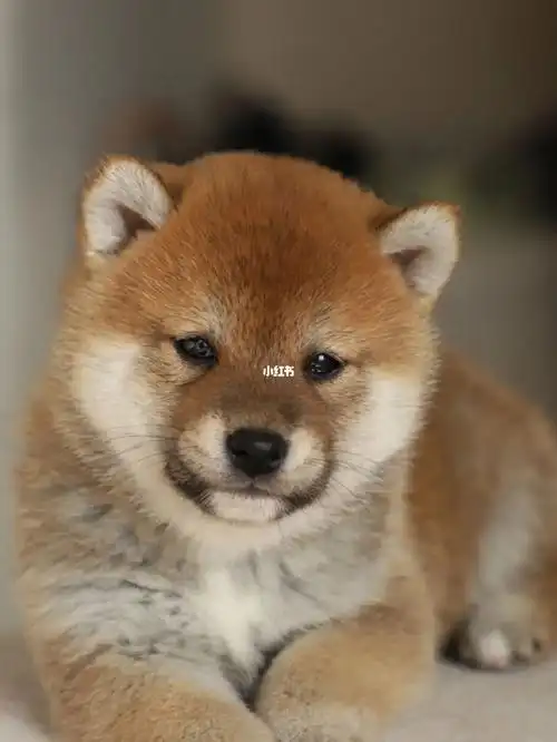 领养柴犬宝宝找新家带血统证书