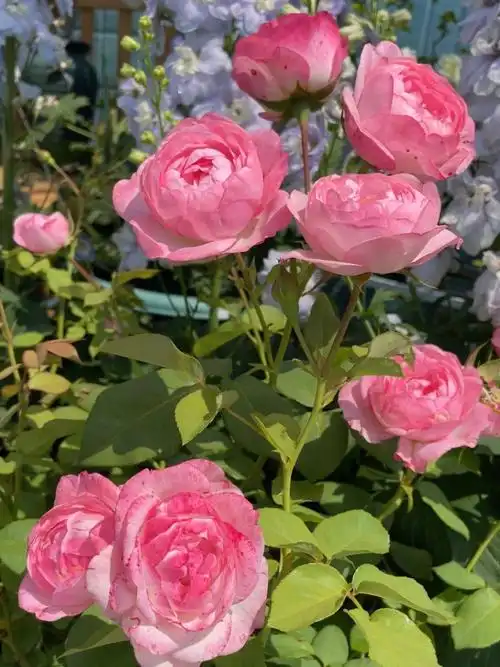 月季丨草莓杏仁饼