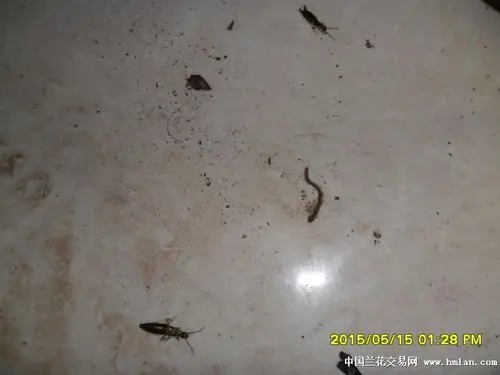 蠼螋翻盆时发现不少怎么杀啊