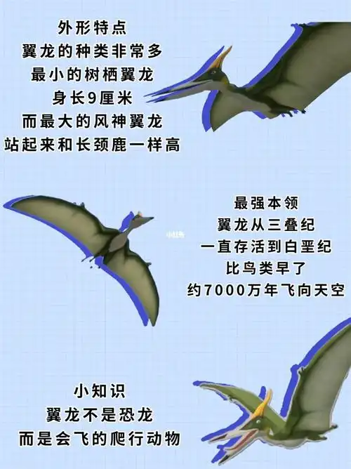 99外形特点翼龙的种类非常多最小的树栖翼龙身长9厘米而最大的风神