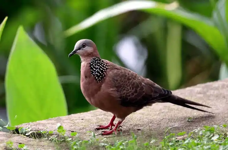 【诗词鉴赏】又闻鹁鸪声声,古诗词里的咕咕鸟,深深的乡愁!