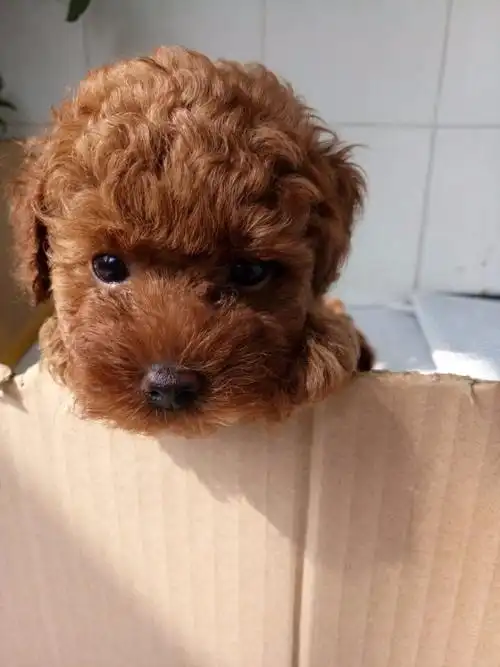 自家2个月的小体泰迪便宜出售