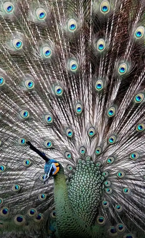 在傣族人民心目中,孔雀是最善良,最聪明,最美丽,最爱自由与和平的吉祥