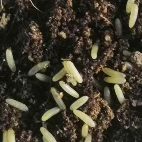 高级蛐蛐卵!精品仿秋蛐蛐卵!500粒