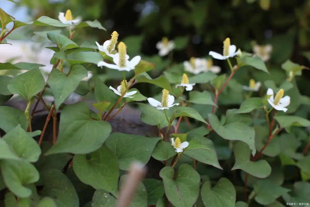 鱼腥草也叫狗贴耳,折耳根,它有什么功效呢?