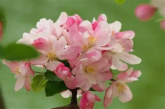 十大品种海棠花图片赏析_得克植物网