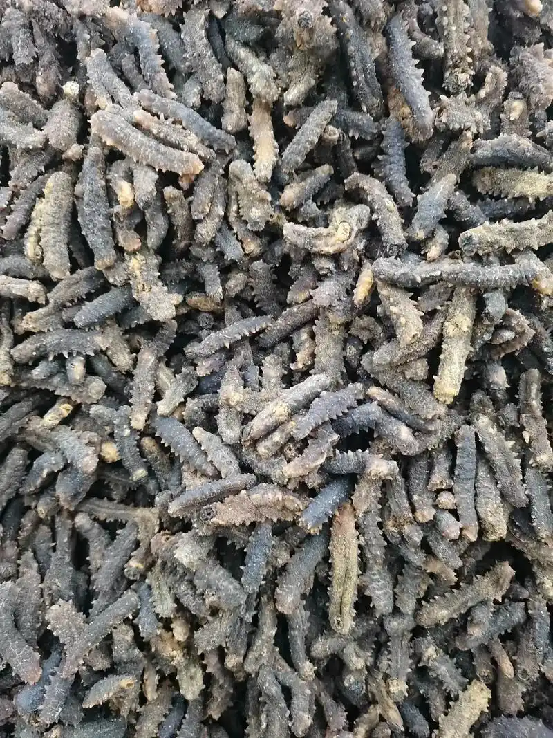 源头直供 小黑刺参:105/120/190/220头,欢迎