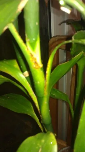 富贵竹生病了,求助