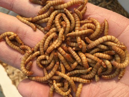 包邮面包虫黄粉虫活体守宫画眉角蛙饲料一斤营养爬虫