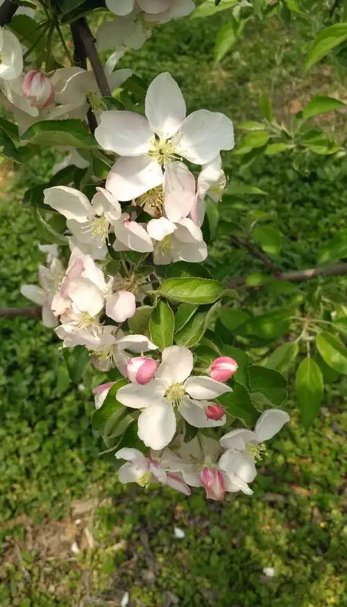 苹果树又开花了